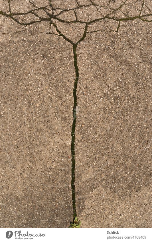 Baum Risse im Beton Boden Strukturen Strukturen & Formen Außenaufnahme Menschenleer Muster abstrakt Bodenbelag Baumstamm Baumkrone Pionierpflanze