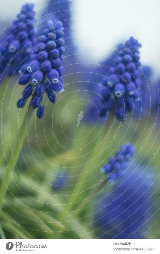 Traubenhyazinthen als Nahaufnahme mit unscharfem Vorder- und Hintergrund Frühlingsblume blau Natur Garten Frühlingsgefühle Pflanze Außenaufnahme