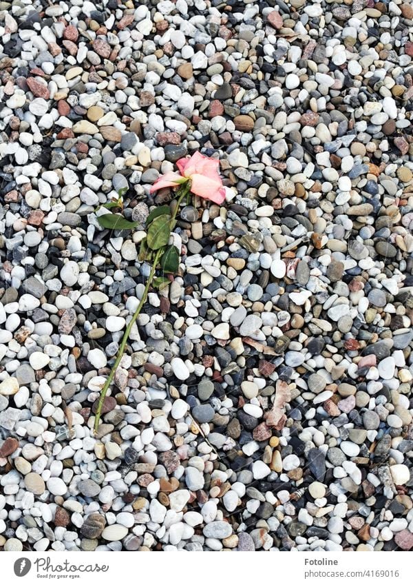 Eine verwelkende Rose liegt auf unzähligen Steinen. Blume natürlich rosa Pflanze Blüte Farbfoto Natur Außenaufnahme Menschenleer Nahaufnahme Tag grün
