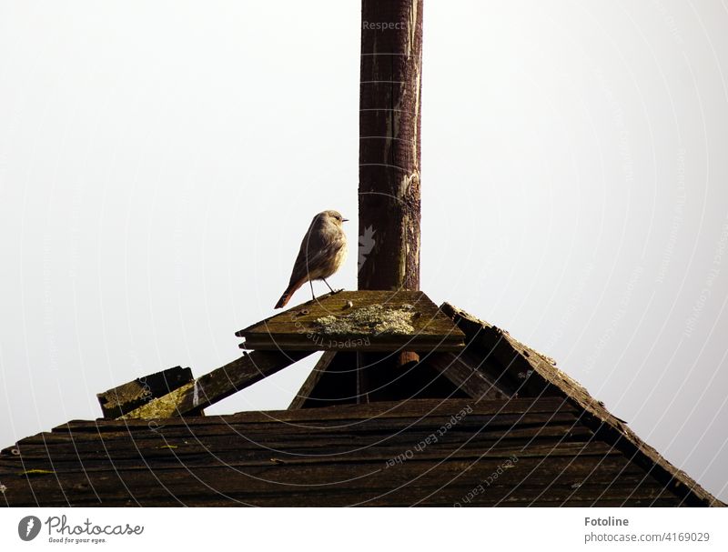 Ein Rotkehlchen hält auf einem Holzdach Ausschau nach einem passenden Häuschen. Naja, oder nach einem anderen Rotkehlchen. Vogel Außenaufnahme Tier Natur