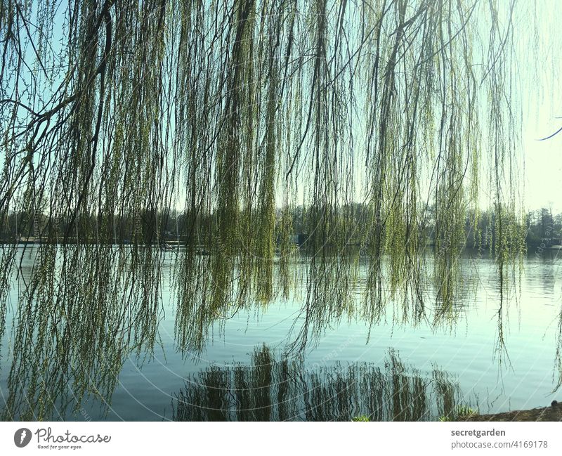 nicht hängen lassen! Alsterufer Hamburg Baum Trauerweide grün Wasser blau Reflexion & Spiegelung Farbfoto Außenaufnahme See Menschenleer Tag Himmel ruhig
