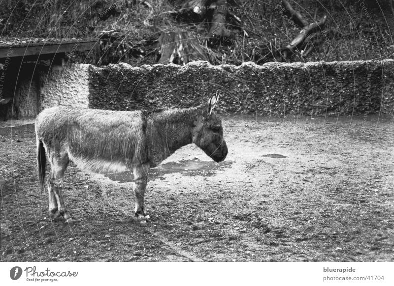 wet donkey grau Zoo nass Haustier Trauer Tier Einsamkeit Gehege gefangen Mauer Fell Huf Pfütze Regen Schwarzweißfoto anschiss Gleichgültigkeit Traurigkeit supf