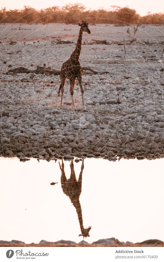 Wilde Giraffe in Savanne bei Sonnenuntergang Tier Tierwelt hoch See Reflexion & Spiegelung Teich Natur Abend Windstille malerisch Wasser trocknen wild Umwelt