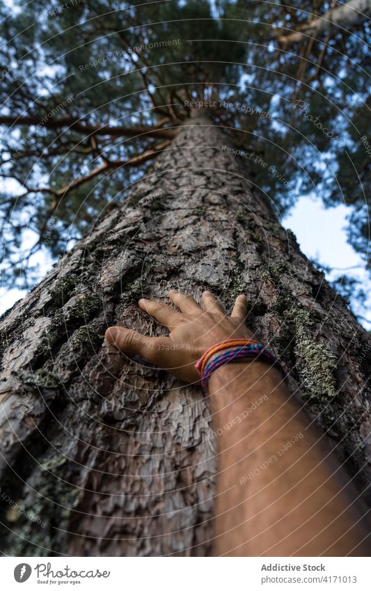 Ein Mann berührt mit der Hand von unten die Rinde einer Kiefer im Kiefernwald von Lillo. Spanien Pinienwald Wald Natur natürlich Landschaft Baum Bäume