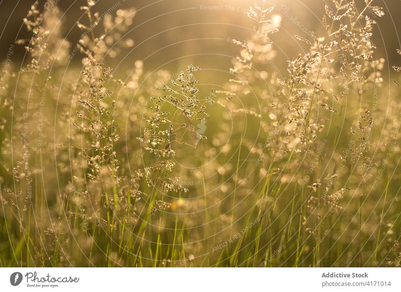Wild Grass In Bloom In Warm Sunset Licht grün Frühling Landschaft Natur natürlich Weide Sonnenuntergang Sonnenlicht Silhouette Silhouetten golden Unschärfe wild