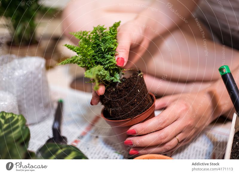 Frau beim Umpflanzen von Topfpflanzen zu Hause Zimmerpflanze Pflanze Transplantation eingetopft Wurmfarn Aussaat Boden Pflege Flora Lifestyle organisch frisch