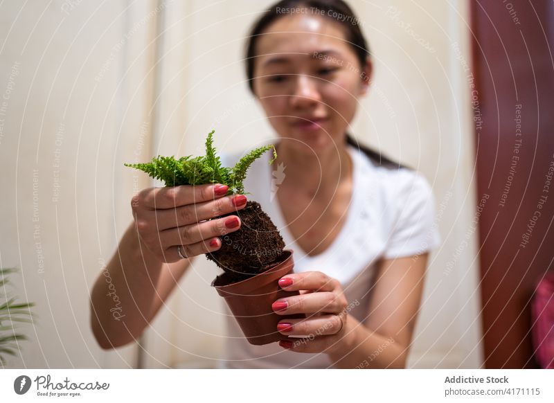 Junge ethnische Frau pflanzt grüne Zimmerpflanzen dekorativ Pflanze Transplantation eingetopft Wurmfarn Aussaat Boden Pflege Flora Topf asiatisch jung Lifestyle