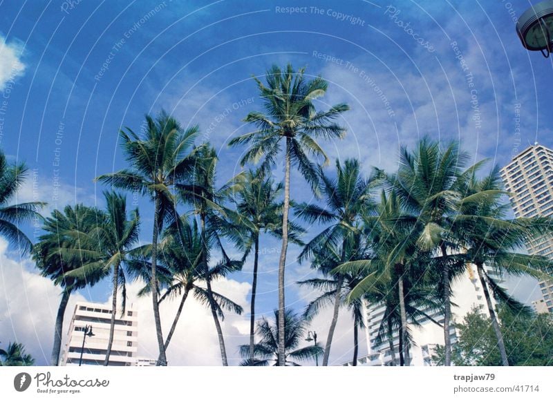 Paradise City Palme Stadt Ferien & Urlaub & Reisen Hawaii Baum Himmel Erholung