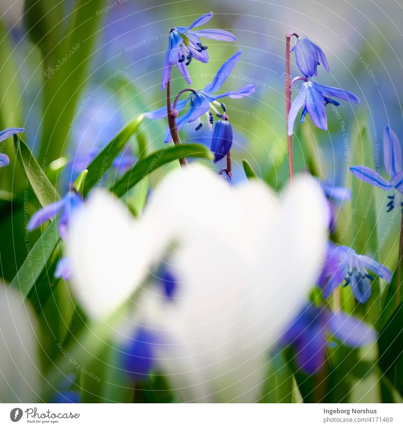 Blaue Scilla im Fokus und unscharfer weißer Krokus im Vordergrund Blume Blumen scilla Krokusse blau grün Schwache Tiefenschärfe Tiefenunschärfe Frühling