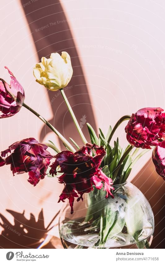 Strauß Papagei Stil Tulpen Blume Papageien-Tulpe Blumenstrauß Vase Blumenkollektionen Frühlingsblüte starke Schatten frisch präsentieren Geschenk Anlass