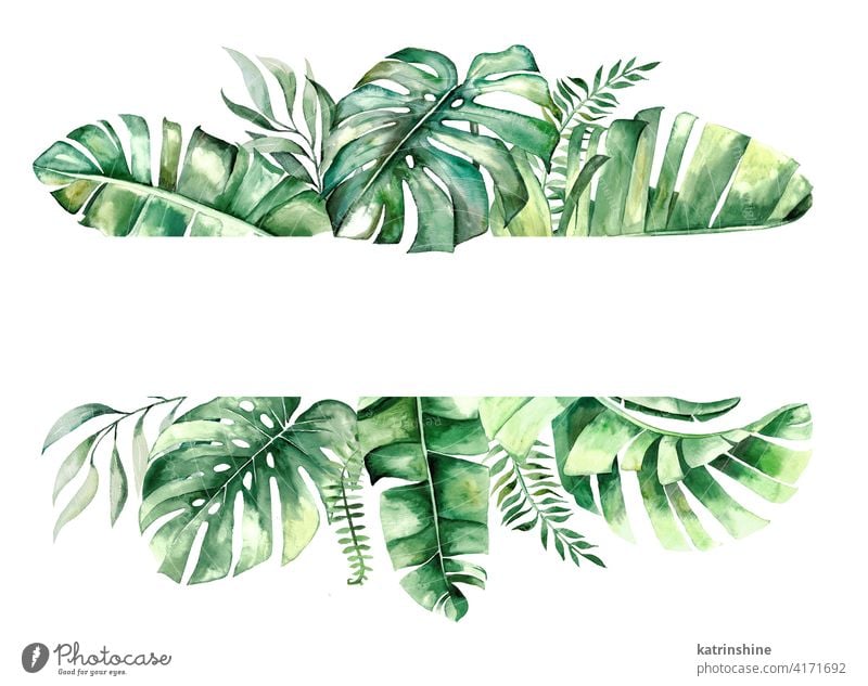Aquarell tropische Blätter Rahmen Illustration Wasserfarbe grün Totenkranz Zeichnung Grafik u. Illustration Fensterblätter Handfläche Banane Wurmfarn Laubwerk