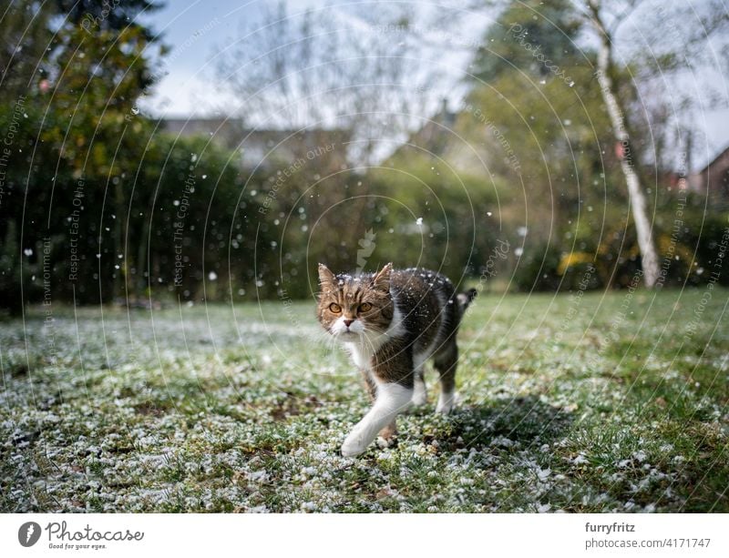 Katze läuft durch verschneiten Garten Ein Tier Fell katzenhaft Kurzhaarkatze weiß Tabby Blick laufen im Freien Natur Vorder- oder Hinterhof Rasen Wiese Gras