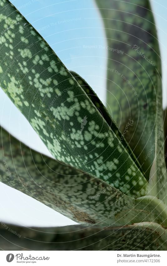 Gasteria sp. aus Südafrika Gasteria brachyphylla Pflanze Sukkulente sukkulent wasserspeichernd zweizeilig Nahaufnahme Natur Detailaufnahme grün Blatt Farbfoto