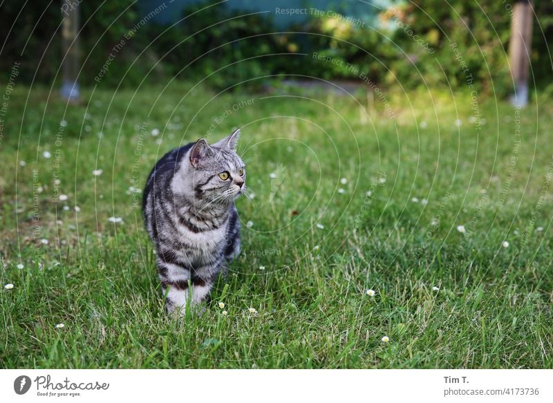 eine Katze steht unschlüssig im Gras Wiese grün Natur Garten Rasen im Freien Rassekatze Fell Ein Tier Langhaarige Katze Blick Haustiere sonnig Pflanzen Botanik