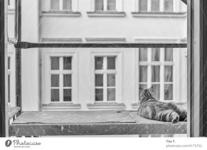 in einem Hinterhof liegt eine Katze auf der Rüstung Berlin im Freien Vorder- oder Hinterhof katzenhaft Fell Rassekatze Ein Tier Haustiere Prenzlauer Berg
