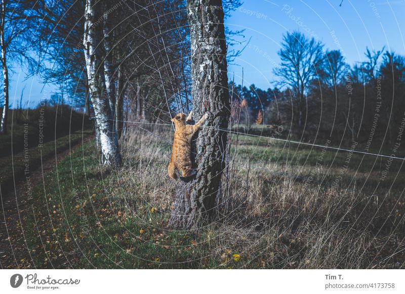ein Roter Kater klettert einen Baum hoch Katze rot Tier Haustier Hauskatze Fell Tierporträt Klettern polska Polen Landschaft