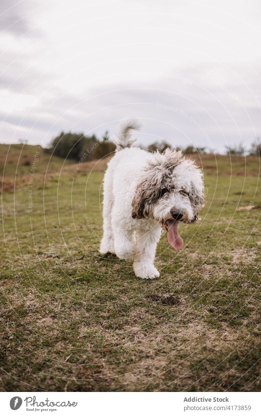 Flauschiger Hund auf einem Hügel in der Natur spanischer Wasserhund Spaziergang züchten weiß Fussel niedlich Tier Haustier wolkig Fell Säugetier Windstille