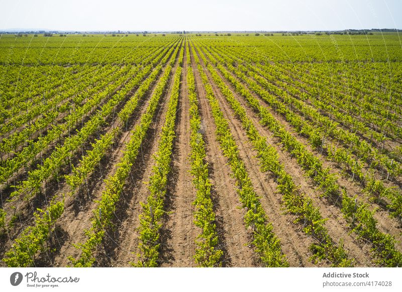 Landwirtschaftliche Weinbergslandschaft mit Baumreihen Feld Reihe Ackerbau Schonung grün ländlich endlos Wachstum Landschaft Weingut Bauernhof Agronomie Natur
