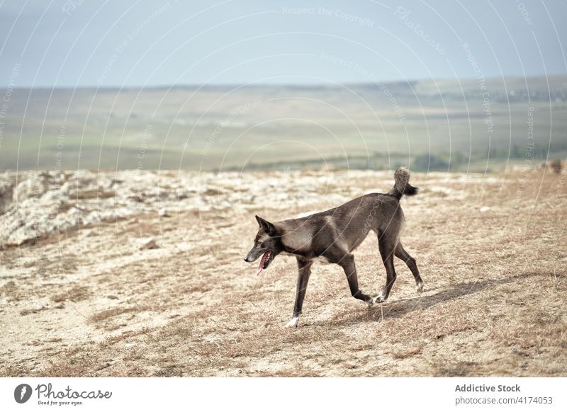 Hund auf einem Hügel in den Bergen Berge u. Gebirge Tier Irrläufer heimatlos Wiese sonnig Hochland Haustier Natur Säugetier Eckzahn braun tagsüber Sonnenlicht