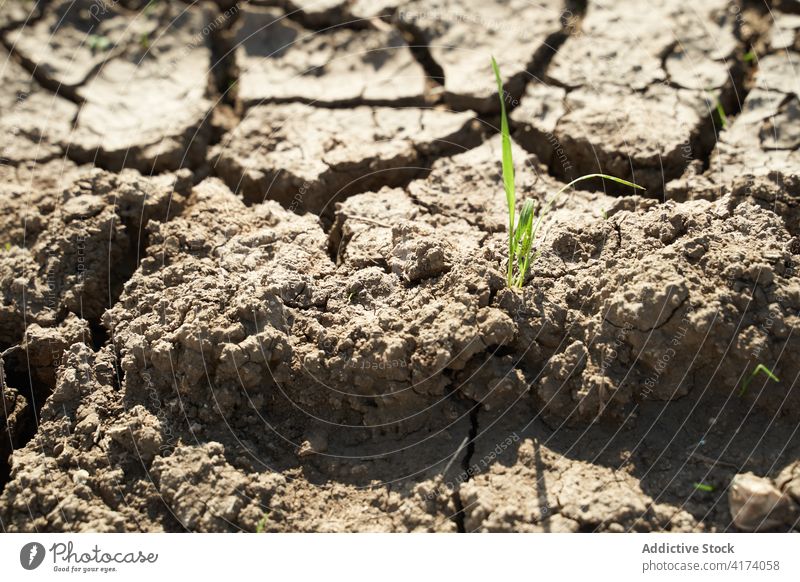 Hintergrund von rissiger Erde an einem sonnigen Tag Riss trocken wüst trocknen Boden Textur Gelände Ödland Natur getrocknet Schlamm rau Struktur desolat