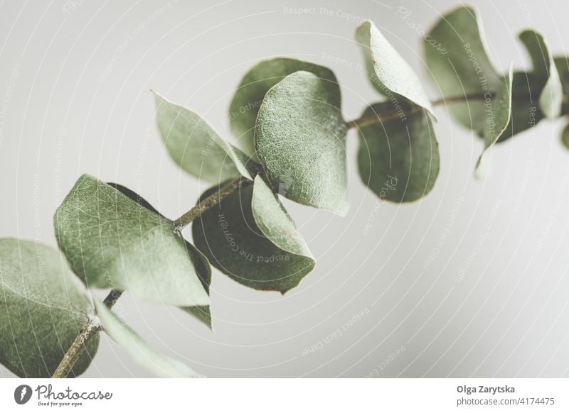 Trockener Eukalyptuszweig grün Laubwerk Ast Blatt trocknen abschließen Hintergrund Pflanze natürlich geblümt eine Botanik Blätter tropisch Pastell