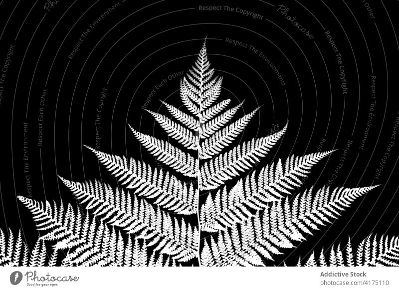 Fraktaler Baumfarn auf schwarzem Hintergrund Wachstum Tapete saisonbedingt Textur Menge natürlich Dschungel abstrakt geblümt Flora Natur Wald Wurmfarn tropisch