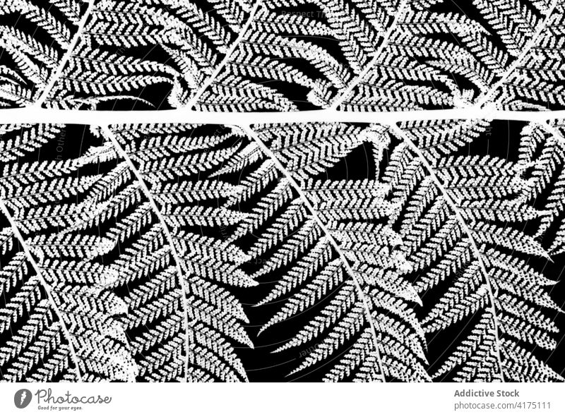 Fraktaler Baumfarn auf schwarzem Hintergrund Wachstum Tapete saisonbedingt Textur Menge natürlich Dschungel abstrakt geblümt Flora Natur Wald Wurmfarn tropisch