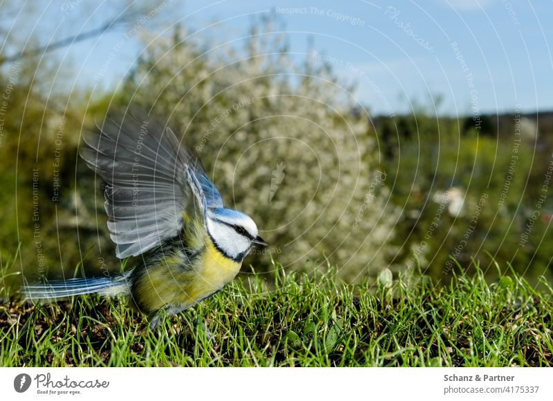 Blaumeise setzt zum Flug an Gartenvogel Gartenvögel Meise Vogel Flucht fliehen starten abheben losfliegen Flügel Nahaufnahme Gras Baum Himmel blau gelb Futter