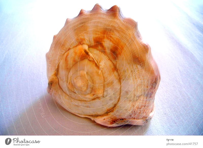 Schneckenmuschel Muschel Meer Spirale