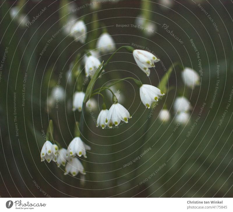 Die überhängenden Blüten der Sommer-Knotenblume / Leucojum aestivum am Gehölzrand in der Dämmerung Sommerknotenblume Amaryllisgewächse Zwiebelblume