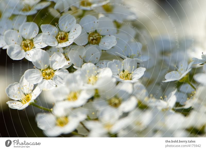 Blüten eines Spierstrauches Strauch blüht weiß Natur Pflanze Frühling Nahaufnahme Farbfoto Blühend Garten Außenaufnahme Schwache Tiefenschärfe natürlich Park