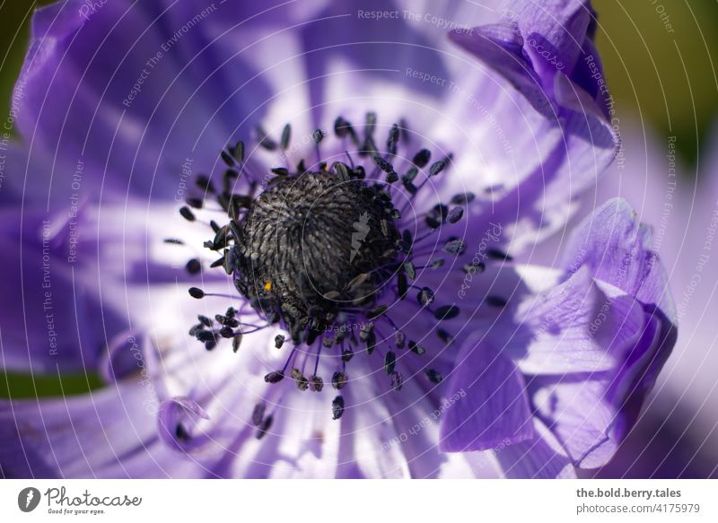 Anemone lila/violett Blume Blüte Pflanze Blühend Natur Frühling Garten Schwache Tiefenschärfe Makroaufnahme Farbfoto Außenaufnahme schön Menschenleer