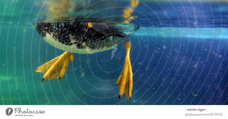 Ente unter Wasser Sommer Tier Vogel Flügel 1 Schwimmen & Baden blau gelb grün Algen Wasseroberfläche Farbfoto Nahaufnahme Unterwasseraufnahme Menschenleer