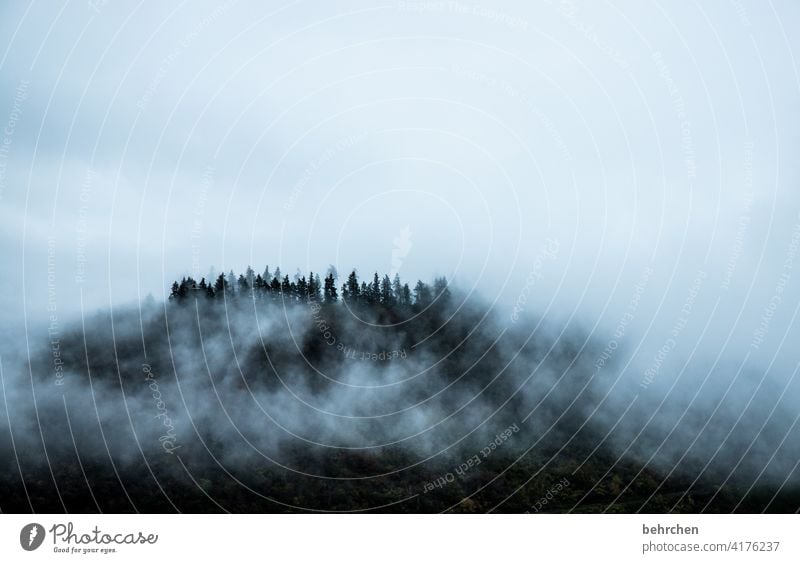 wolkenwald geheimnisvoll mystisch melancholisch melancholie düster Wald beeindruckend Nebel Bäume Ferien & Urlaub & Reisen Umwelt Himmel Hunsrück herbstlich