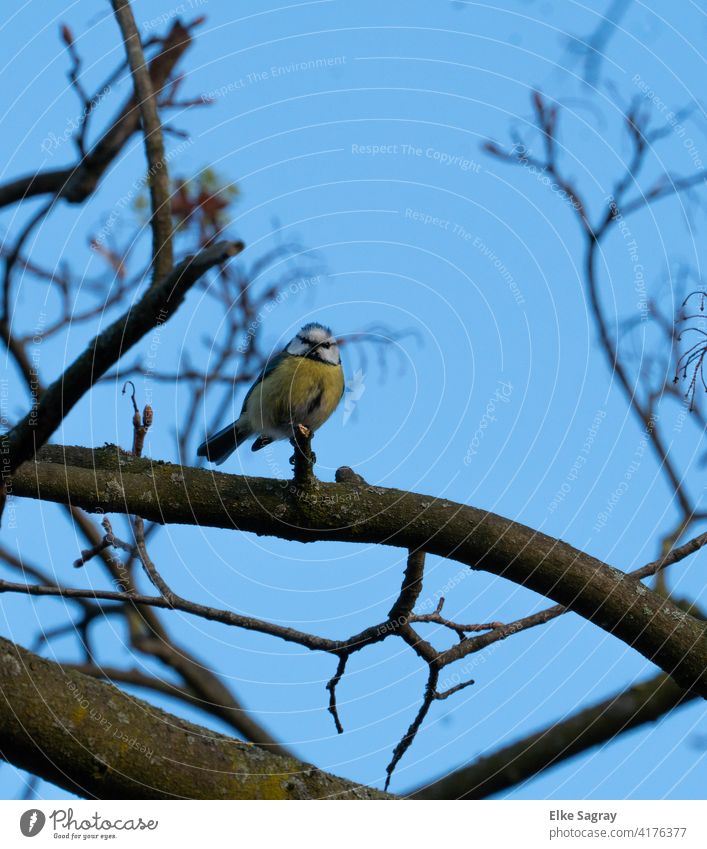 Blaumeise im Baum - blauer Hintergrund vogelfotografie Vogel Außenaufnahme Tierporträt Farbfoto Tag Menschenleer Schwache Tiefenschärfe Ganzkörperaufnahme