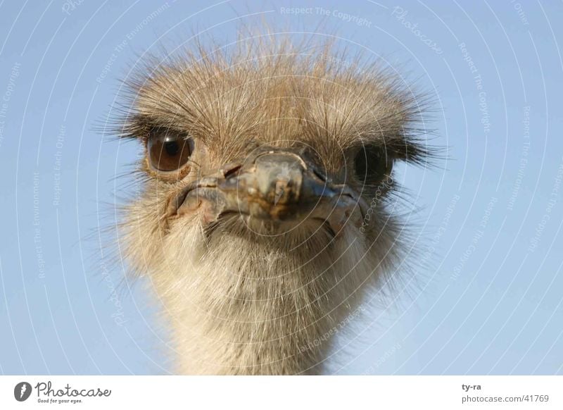 Was guckst Du? Emu Vogel frontal Feder Schnabel Srauss Blumenstrauß blau Auge