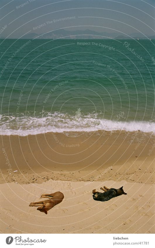 keine schlafenden Hunde wecken! Meer Strand Wellen Verkehr Sand Sonne