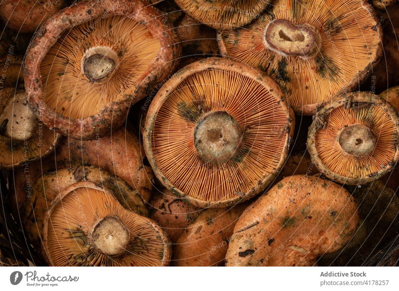 Frische Champignons in Weidenschale Pilz Edelreizker frisch roh Schalen & Schüsseln Lebensmittel natürlich Ernährung Mahlzeit Bestandteil Gesundheit