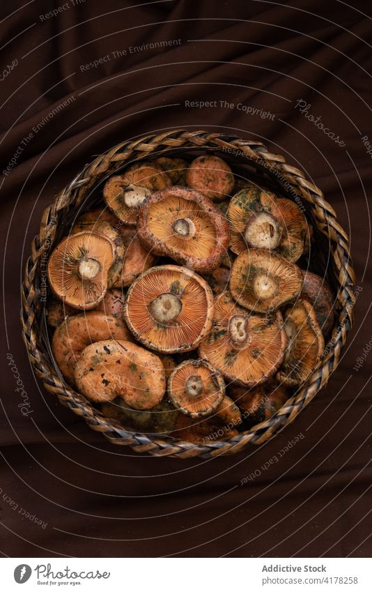 Frische Champignons in Weidenschale Pilz Edelreizker frisch roh Schalen & Schüsseln Lebensmittel natürlich Ernährung Mahlzeit Bestandteil Gesundheit