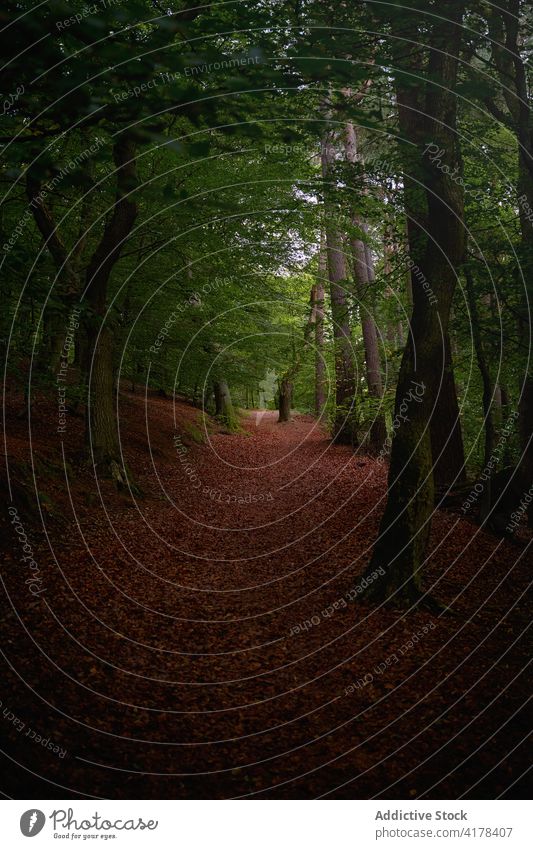 Pfad im dunkelgrünen Wald Weg Mysterium dramatisch Wälder Baum Waldgebiet bedeckt Schottland vereinigtes königreich Großbritannien malerisch Landschaft