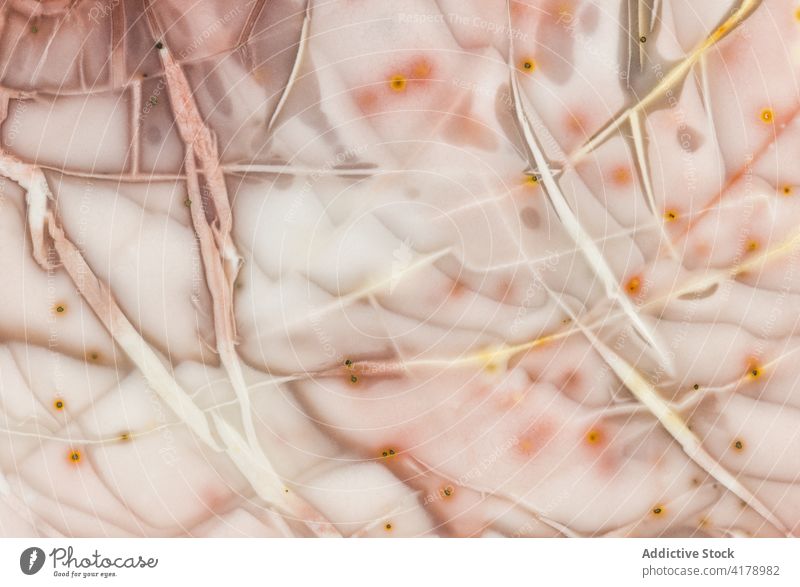 Makroaufnahme von Mustern in einem Stück Jaspis abstrakt Chalcedon Nahaufnahme geologisch horizontal Jasper Makrofotografie Mineral Natur rosa Poliert Struktur
