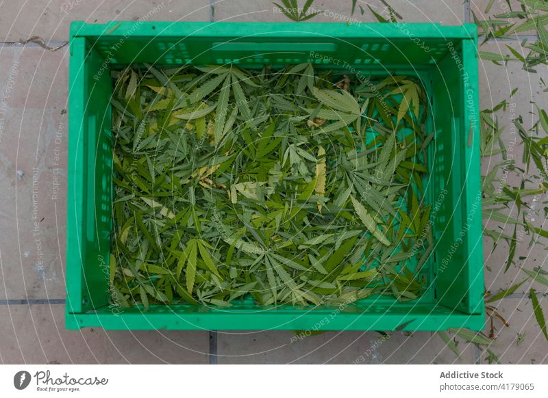 Der Terrassenboden voller Marihuana-Blätter Kasten Hintergrund Medizin skun hell Pflanze Cannabis Bodenbearbeitung Medikament Laubwerk Dope keine Person Flora