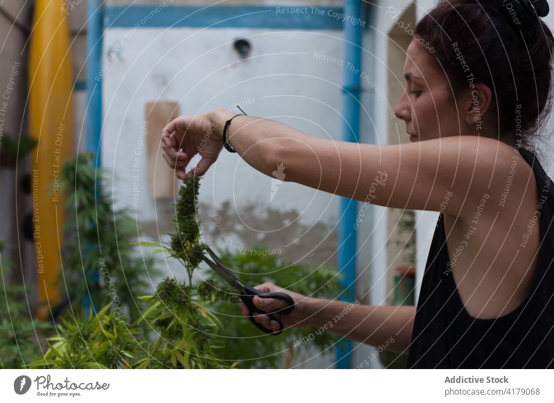 Eine Frau schneidet Marihuana-Pflanzen mit einer schwarzen Schere auf der Terrasse zu Hause. Sucht Hintergrund Blüte hell Blütenknospen Cannabis Nahaufnahme