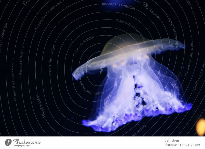 launen der natur | leuchtende wesen fluoreszierend Unterwasserwelt elegant ästhetisch Qualle Aquarium Unterwasseraufnahme Natur Tier Wasser Meer Wildtier