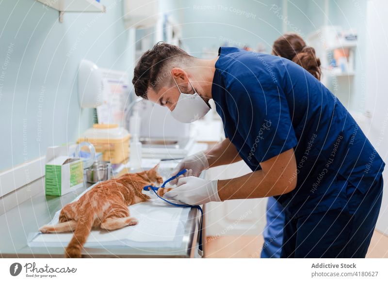 Unbekannter Tierarzt behandelt Katze auf dem Tisch in der Klinik Leckerbissen Instrument katzenhaft professionell Mann Frau Partner Prozess chordate Säugetier