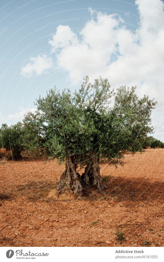 Olivenfelder an einem sonnigen Tag oliv Olivenbaum einsam Einsamkeit Leben stark kurz älter mächtig Single botanisch Ökologie Land Laubwerk Forstwirtschaft