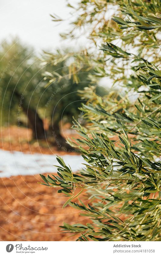 Mediterrane Olivenhaine im Winter oliv Hain Erdöl Ast Olivenbaum mediterran Winterzeit Feld Sonnenuntergang Blätter Blatt ökologisch organisch Landschaft