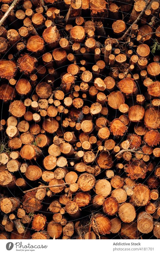 Hintergrund der natürlichen Stämme in Holz gelegt Totholz Nutzholz Wald Wälder Stapel Haufen Kofferraum Natur geschnitten Rinde Pflanze Material tagsüber