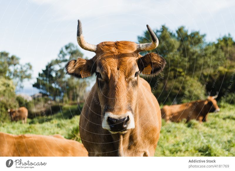 Braune Kuh auf einer saftigen Weide stehend Rind starren Viehbestand Tier Säugetier Bauernhof Fauna Pflanzenfresser Lebensraum Maul Ranch grasbewachsen braun