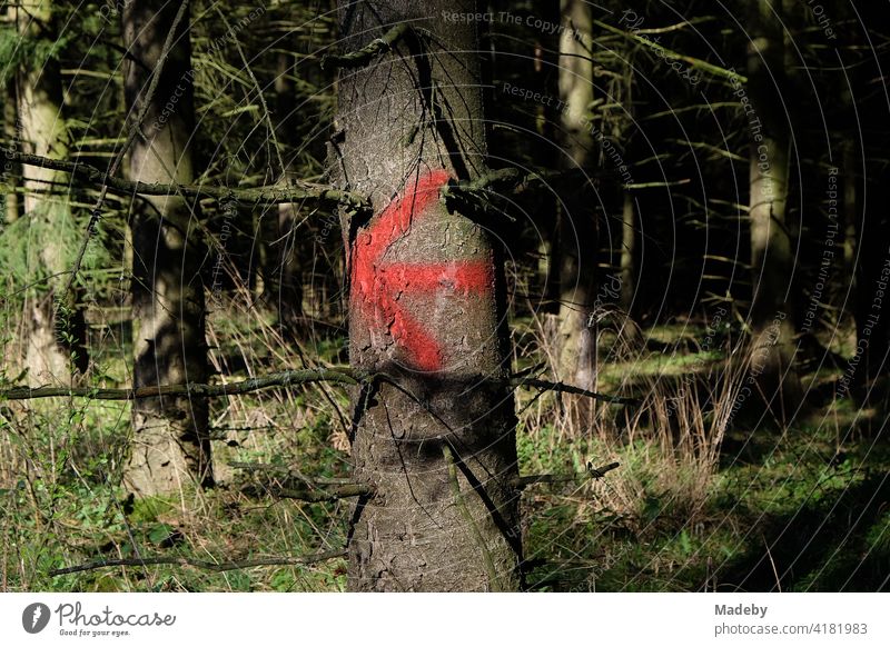 Roter Pfeil auf einem Baumstamm im Sonnenschein an einem Wanderweg durch den Teutoburger Wald in Oerlinghausen bei Bielefeld in Ostwestfalen-Lippe Wegweiser